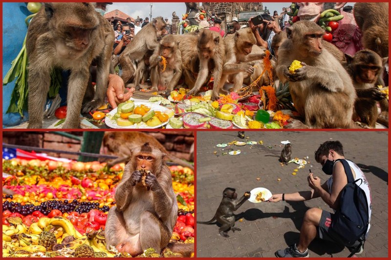 Monkey Buffet Festival in Thailand